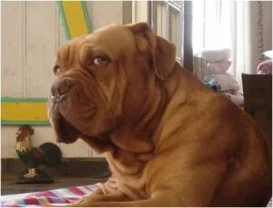 Cão